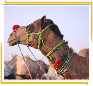 Camel Decorates in Pushkar