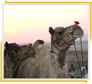 Camel  in Pushkar