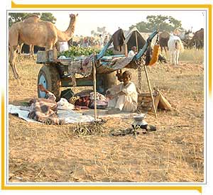 Kamelmarkt in Pushkar