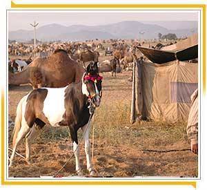 Pushkar - Horse  in Camps