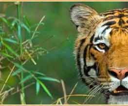 Park Reise Indien
