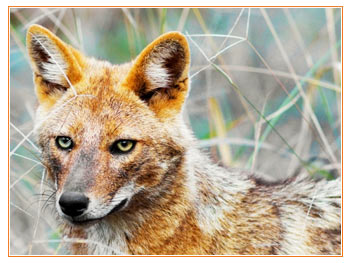 Pench Nationalpark