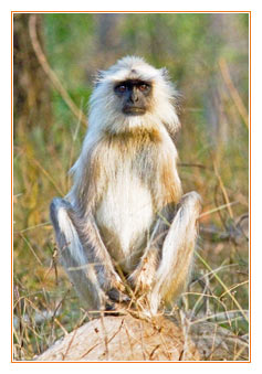 Pench Nationalpark