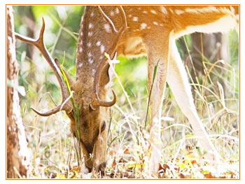 Pench Nationalpark