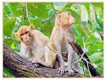 Pench Nationalpark