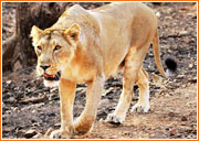 Sasan Gir