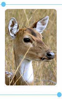 Bandhavgarh National Park