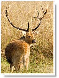 Barasingha in Kanha National Park