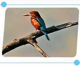 Bird in Bandhavgarh National Park