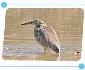Bird in Bandhavgarh National Park