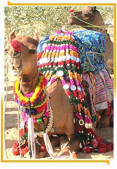 Camel at Pushkar