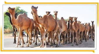 Camels Group