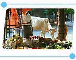 Cow in Market