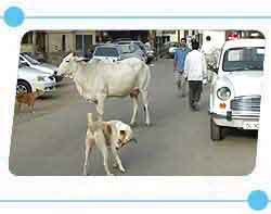 Cow standing in the middle of the street