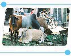 Cows in the middle of road