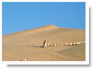 Jaisalmer Desert