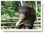 Elephant in Pariyar
