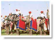 Elephant Polo - Jaipur