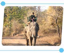 Elephant Safari in Bandhavgarh National Park