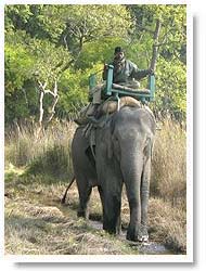 Elaphant Safari in Bandhavgarh