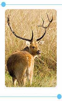 Kanha National Park