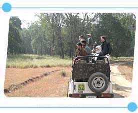 Jeep Safari Kanha National Park