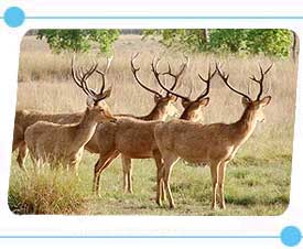 Kanha National Park