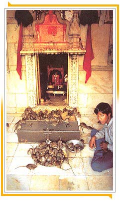 Karni Mata Tempel in Deshnok, Bikaner