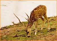 Ranthambore National Park