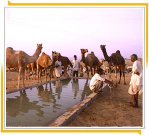 Came Drinking  in Pushkar