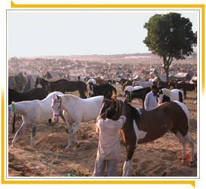 Horse  in Pushkar