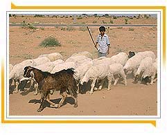 Boy with Sheep 