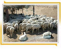 Rajasthani Sheep 