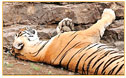 In Zentralindien auf den Spuren des Tigers