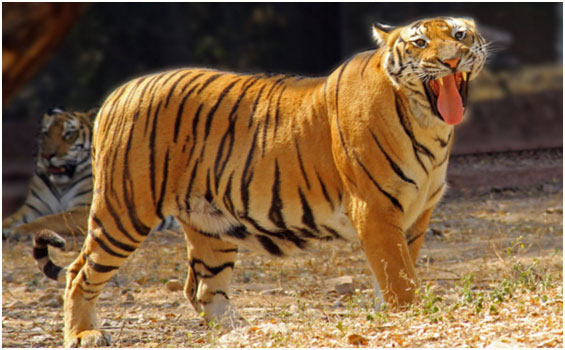 Die Rundreise 'Indiens Goldenes Dreieck' mit Tiger Safari in Zentralindien