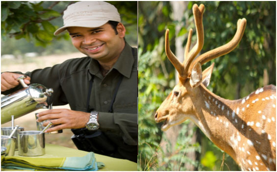 Die Rundreise 'Indiens Goldenes Dreieck' mit Tiger Safari in Zentralindien