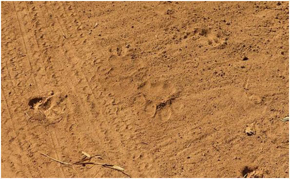 Die Rundreise 'Indiens Goldenes Dreieck' mit Tiger Safari in Zentralindien