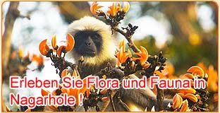 Erleben Sie Flora und Fauna in Nagarhole