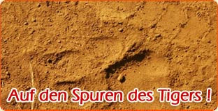 Spuren Des Tiger