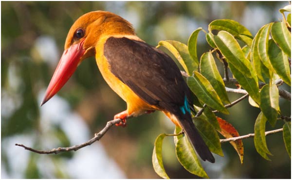 Sundarbans Nationalpark