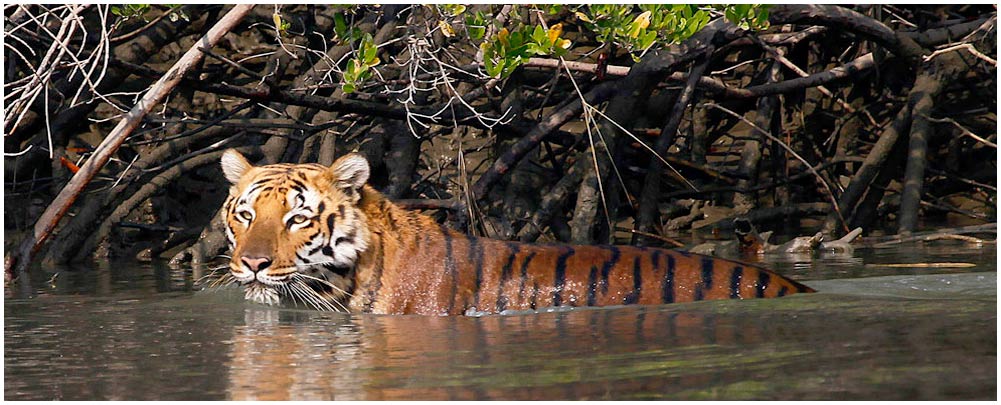 Sundarbans Nationalpark