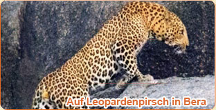 Bera  Reise Rajasthan Heritage Hotels Castle Leoparden Safari Tourismus Indien