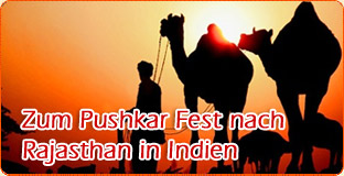 Zum Pushkar Fest Nach Rajasthan in Indien
