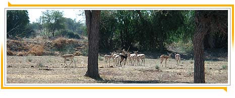 Bishnoi Animals