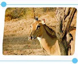 Animal in Sasan Gir Nationalpark