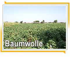 Baumwolle