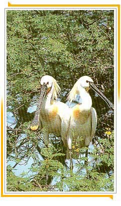 Bharatpur Vogel Freistatte, Bharatpur: Das Vogelschutzgebiet Keoladev Ghana