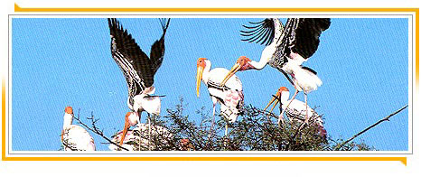 Bharatpur Vogel Freistatte,Bharatpur: Das Vogelschutzgebiet Keoladev Ghana