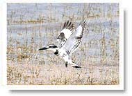 Bird in Bharatpur