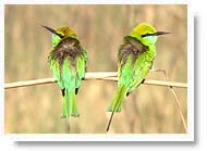 Bird in Corbett National Park